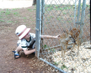 Fawn