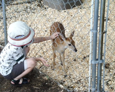 Fawn