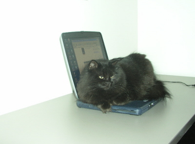 Computer Cat