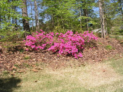 Front Yard Flowers